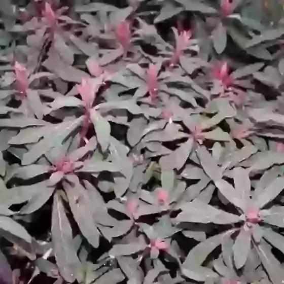 Euphorbia Amygdaloides Purpurea